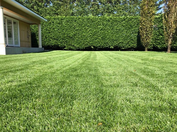 A well-maintained home lawn