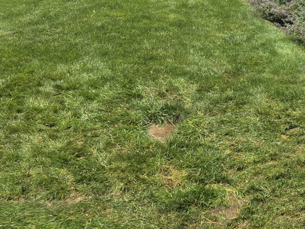The same lawn with the sod relaid